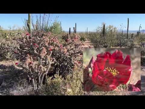 Sonoran Blooms, Randy “Windtalker” Motz, Native American Style Flute