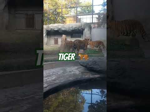 Tiger in zoo #tiger #bengali #animals #love