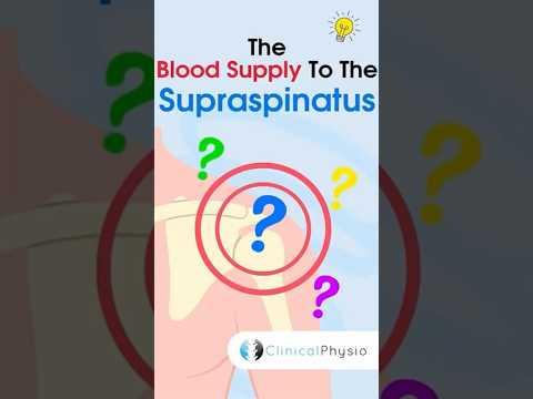 Supraspinatus Blood Supply #anatomy #physiotherapy #physicaltherapy #supraspinatus