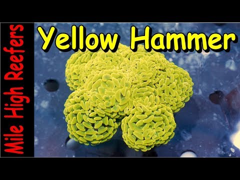 Yellow Hammer Coral, My New Favorite Hammer Coral