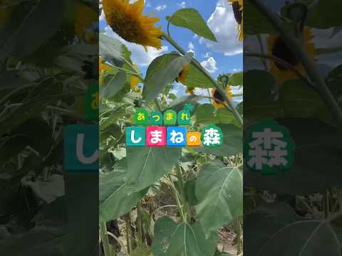 あつまれしまねの森　向日葵鑑賞に行って来ました