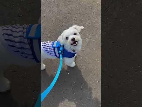 お散歩にご機嫌で、飼い主を見上げてばかりいるワンコ