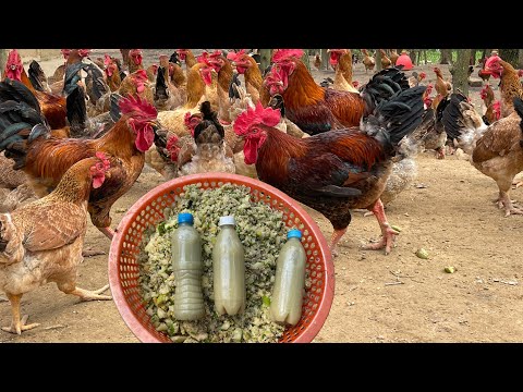 Raising Chickens for Meat and Eggs - Feed for Egg-Laying Chickens - Poultry Business.