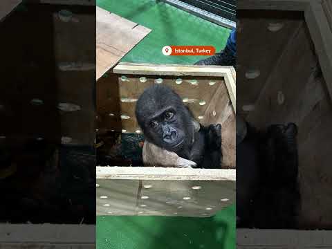 Baby gorilla seized in Turkey