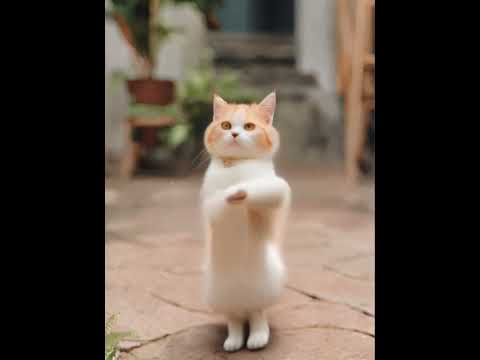 Crazy Cat Dancing ～笑死 在跳什麼呢🤣🤣😻 #catdance #shorts #cats