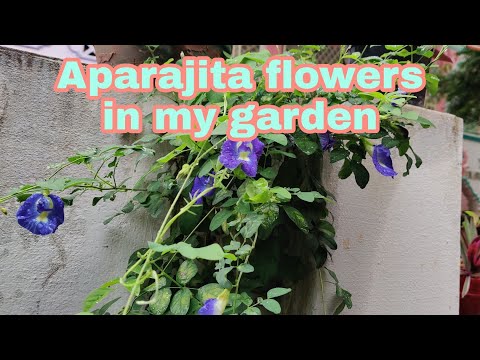 #youtube #short | Aparajita blue flower | #aparajita #blueflower #butterflypea