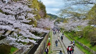 定點賞櫻—日本京都HD 1080p畫質【蹴上鐵道 、醍醐寺 - 哲學之道】，Discover Nippon，劉達裕。