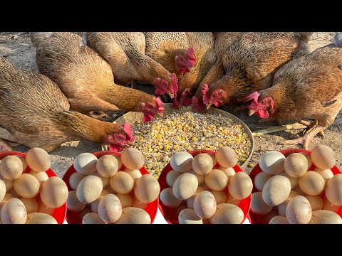 How to raise 1000 free range chickens for meat and eggs - Farming process.