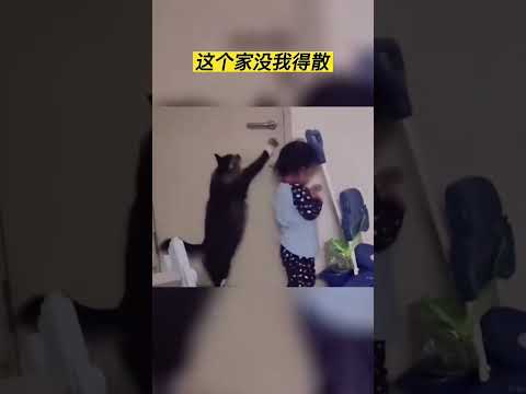 猫咪:这个家没我得散