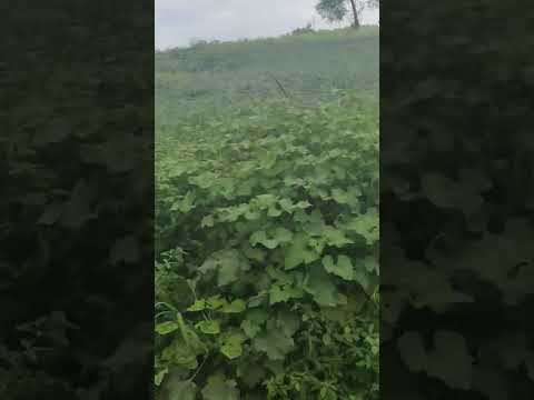 Monkey destroying farm. #shorts #farming #trending #farm