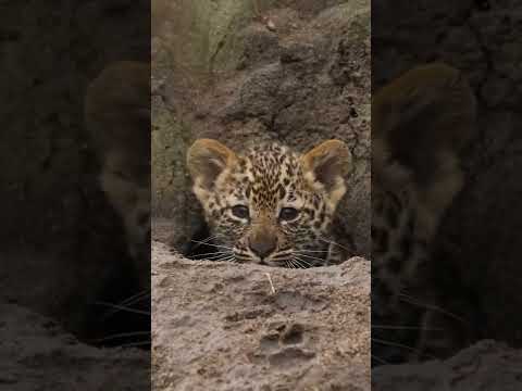 A Baby Leopard 🐆