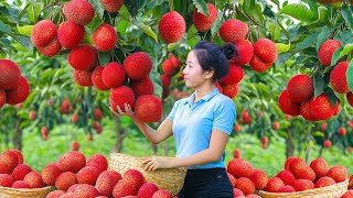 New Year Building New Life! Harvesting Rambutan Lychee Fruit, Rambutan Recipe Go To Market Sell