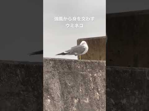 強風から身を交わすウミネコ