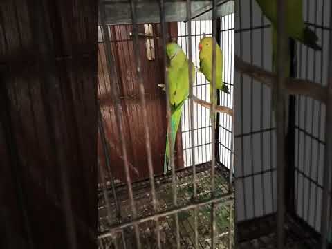 #saleupdate #lovebird #pet #parrot #bird #upcomingsale  🥰🥳😍😘 subscribe chanel