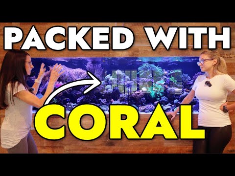 We Got a Private Tour of a BEAUTIFUL Reef Aquarium!