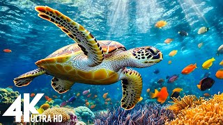 Ocean 4K - Sea Animals for Relaxation, Beautiful Coral Reef Fish in Aquarium(4K Video Ultra HD) #3