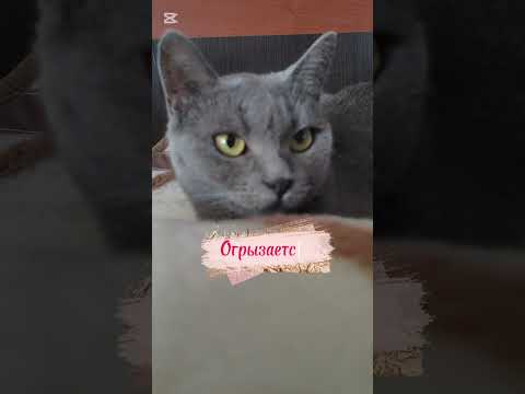 Получил от папки!🐱#домашнийпитомец #нашамауси #shorts