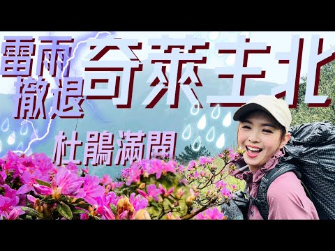 ⛈️雷雨狂炸【奇萊主北】⛰️險撤退！🌸滿山粉紅杜鵑盛開，淋濕也值得！