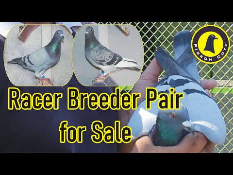 Racer Breeder Pair For Sale | Breeding Season 25-26 | Waleed Alam |Pigeon Cote