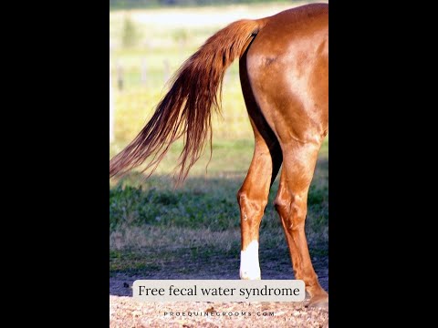 🔍 Understanding Free Fecal Water Syndrome in Horses: Causes & Solutions 🌱🐴