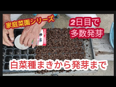 【白菜「冬峠」】種まきから多くの発芽【家庭菜園シリーズ】