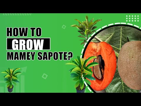 How to grow Mamey Sapote | Mamey Sapote Magana Tree in Home Garden