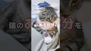 テレビでやってた猫がハッピーになるツボ押しマッサージがすごすぎて泣いた🥺 #猫