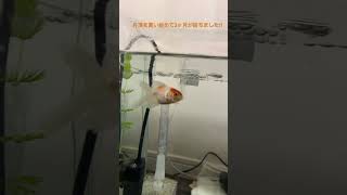 金魚の丹頂‼︎飼育して3ヶ月経ちました‼︎#金魚 #金魚飼育 #金魚愛 #アクアリウム #丹頂 #オランダ獅子頭 #aquarium #fish #ペット #かわいい