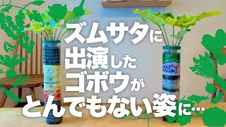 【もはや衝撃映像】連結ペットボトルでお手軽ごぼう栽培術|ごぼうの育て方