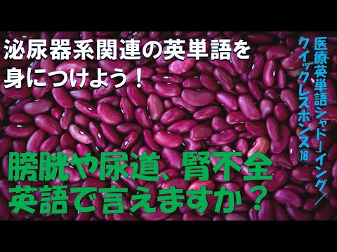 泌尿器系関連用語: 医療英単語シャドーイング・クイックレスポンス No.18