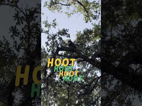 Owl Hoots | Will He Get a Response??