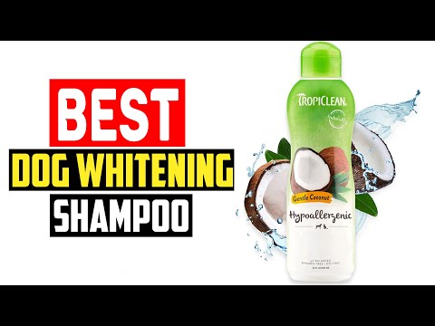 ✅Top 5 Best Dog Whitening Shampoo in 2023