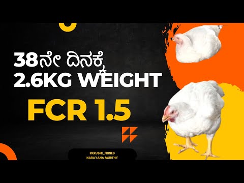 38ನೇ ದಿನಕ್ಕೆ ಕೋಳಿ ಮಾರಾಟ 1kg 77.68 ರೂ ಖರ್ಚು || Top 3 FCR Secrets Only the Pros Know!