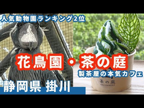 【静岡県掛川】全国動物園人気ランキング２位「掛川花鳥園」で鳥にメロメロ！？　お茶屋の本気カフェ「茶の庭」でお茶ソフトを味わってみる。