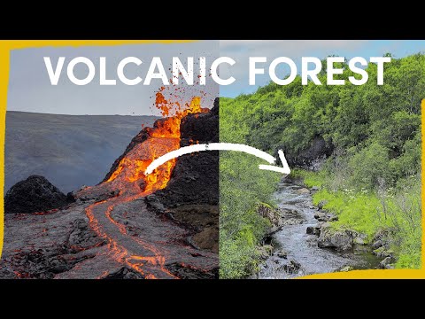 A Volcanic Eruption is Reforesting Iceland - here’s how