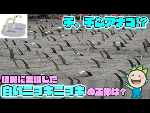 チ、チンアナゴ!?現場に出現した白いニョキニョキの正体は？