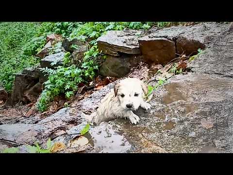 The stray puppy clung to the steps, crying out with all its might, nearly swept away by the flood.💔