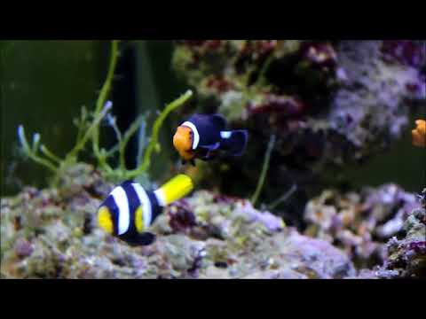 人工武士小丑Extreme Misbar Black Ocellaris Clownfish（Captive-Bred） use12k