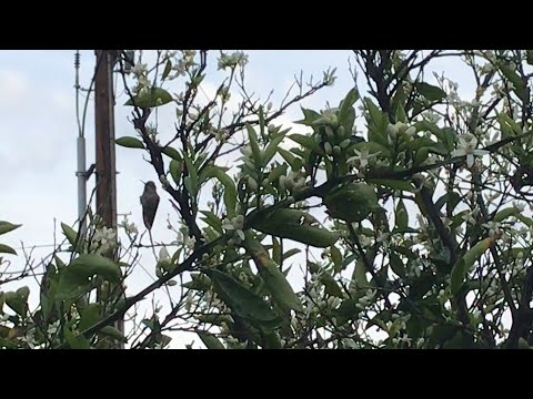 Hummingbird in an Orange Tree