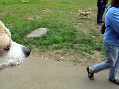 Bettie at the SF Chihuahua Meetup