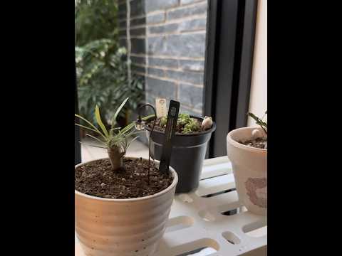 【さすがに寒過ぎる】早々に植物を部屋に戻す！ #グラキリス #メリディオナリス