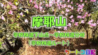 【摩耶山・新神戸駅発】学校林道下山点～学校林道分岐（行者尾根ルート）　”ノーカットで見たい人はコレ！”