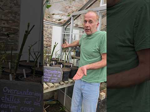 Overwintering Chillies & Peppers 🌶 #gardening #permaculture #vegetablegrowing #horticulture #ideas