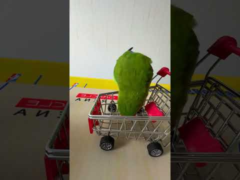 Bird Training : Smart lovebird Parrot | Smart Little Cute Parrot  #training #smartparrot #cute