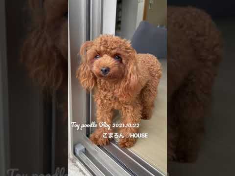 [Vlog] Toy Poodle Purin Vol.2 ~ Cloudy day ~