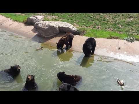 Bear swim.