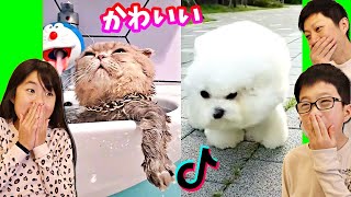 かわいい動物に癒されたい😍 かほせい Reacts