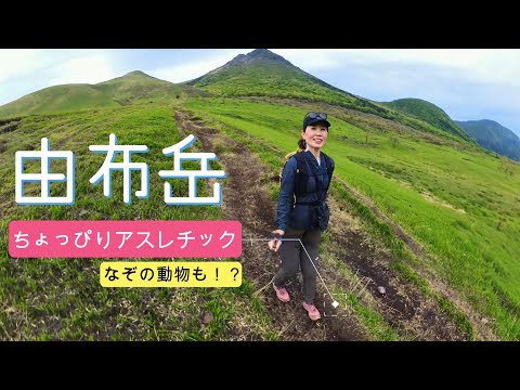 2023年5月　由布岳に日帰り登山。予想外の鎖場になぞの動物遭遇と楽しい一日でした。