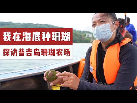 潜入海底去种植珊瑚，打造普吉岛珊瑚农场，泰国的本地海洋保护