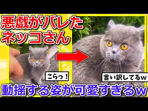 【2ch動物スレ】悪戯がバレたネッコさん、叱られた結果➡反応が可愛すぎるｗｗｗ